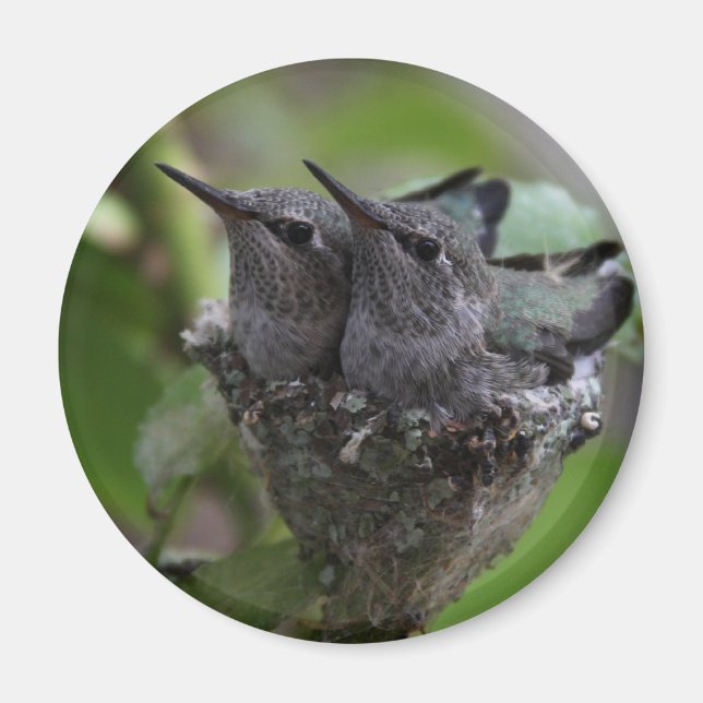 Imã Fotografia de Hummingbird Adorável (Frente)