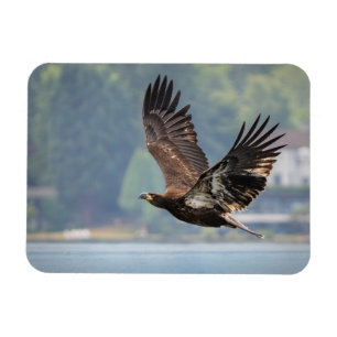 Ímã Fotografia de Juvenile Bald Eagle Wildlife