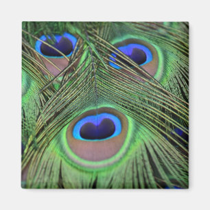 Imã Fotografia de Kauai Peacock