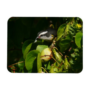 Ímã Fotografia de Pássaro Bananaquit Comendo Tropical
