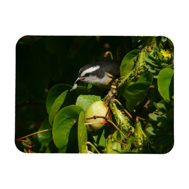 Ímã Fotografia de Pássaro Bananaquit Comendo Tropical (Horizontal)
