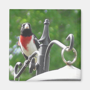 Imã Fotografia de pássaros Grosbeaks, de peito rosa