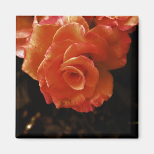 Imã Fotografia de Rosa Laranja Vibrante