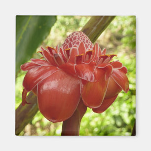 Imã Fotografia do Flor Tropical de Red Torch Ginger