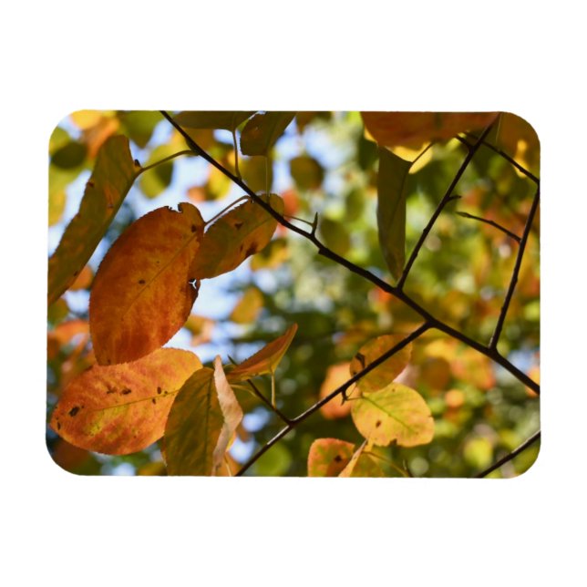 Ímã Fotografia do outono do Folha Folha de Folha de Fo (Horizontal)