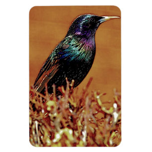 Ímã Fotografia do pássaro de Starling