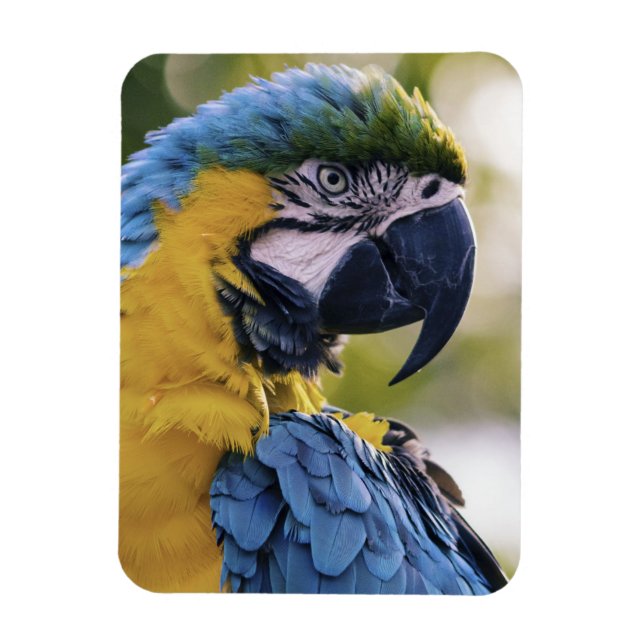 Ímã Fotografia do Retrato do Perfil do Macaw (Vertical)