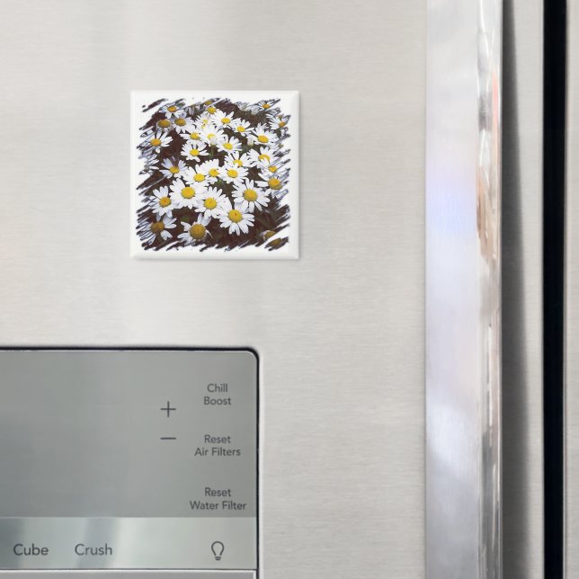 Imã Fotografia do Shasta Daisies White Center (In Situ (Fridge))