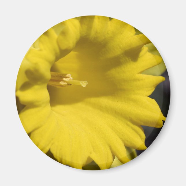 Imã Fotografia em Close Up da Flor de Narciso Amarelo (Frente)