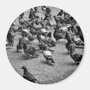 Imã Fotografia em preto e branco de muitos pombos