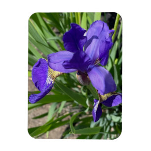 Ímã Fotografia Flor de Íris Roxa Foto
