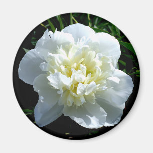 Imã Fotografia floral branca de pénia branca Elegante