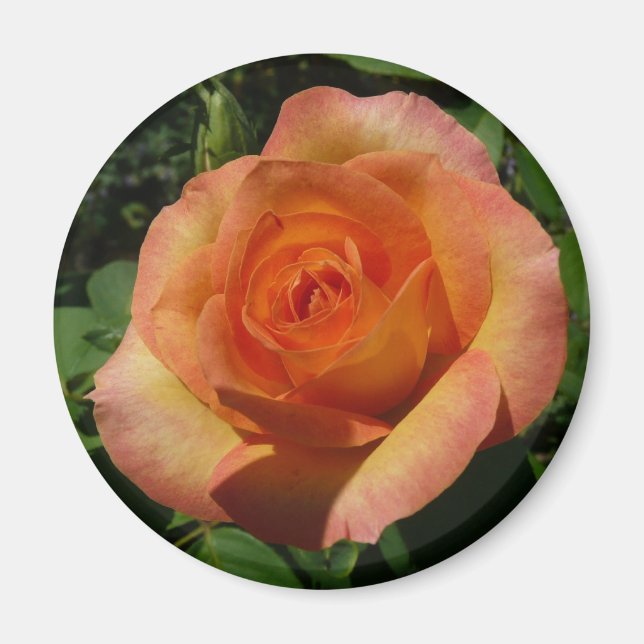 Imã Fotografia Floral Laranja Peach Rosa (Frente)