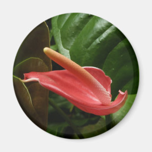 Imã Fotografia Floral Rosa Calla Lily Elegante