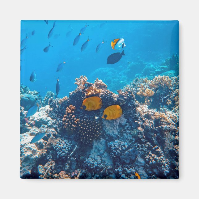 Imã Fotografia náutica Animal Marinho Fotografia Peixe (Frente)