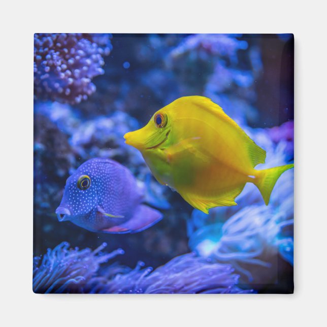 Imã Fotografia náutica marinha aquática (Frente)