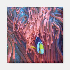 Imã Fotografia náutica marinha aquática