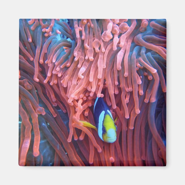 Imã Fotografia náutica marinha aquática (Frente)