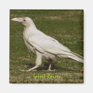 Imã Fotografia Rare White Raven Wildlife