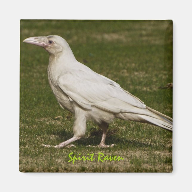 Imã Fotografia Rare White Raven Wildlife (Frente)