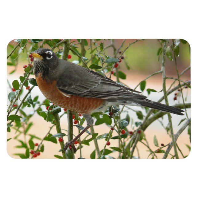 Ímã Fotografias: aves - (Horizontal)