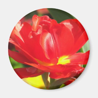 Imã Fotografias da Tulipa Vermelha