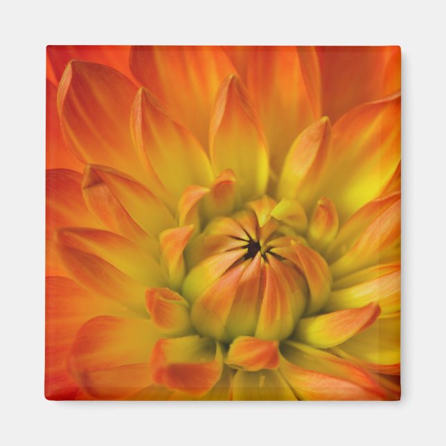 Imã Fotografias de Dalhia com a (Frente)