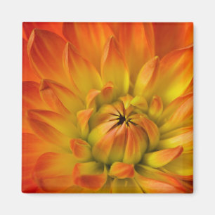 Imã Fotografias de Dalhia com a flor