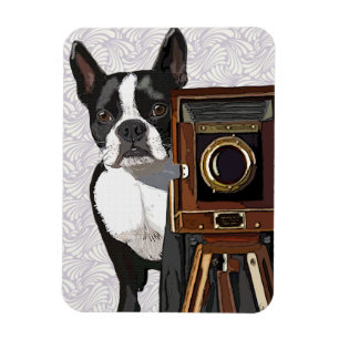 Ímã Fotógrafo de Boston Terrier 2
