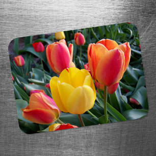 Ímã Fotos do Jardim de Tulipas Vibrantes Amarelas e Ve