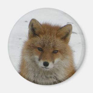 Imã Fox Aleutian