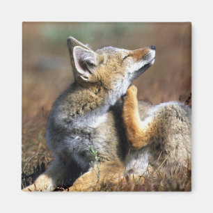 Imã Fox Cinza no Parque Nacional Torres Del Paine