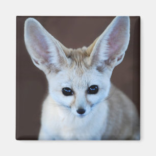 Imã Fox Futest Fennec do Mundo