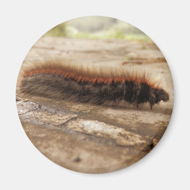 Imã Fox Moth Caterillar Magnet (Frente)