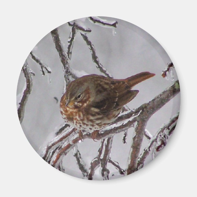 Imã Fox Sparrow (Frente)