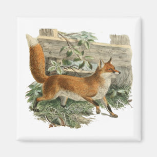 Imã Fox Vermelha no País Russo Ilustração de Algodão
