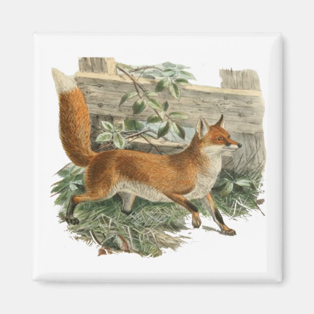 Imã Fox Vermelha no País Russo Ilustração de Algodão (Frente)