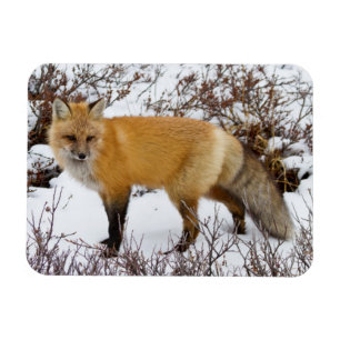Ímã Fox vermelho na neve no inverno