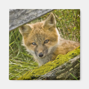 Imã Fox vermelho novo que olha através da cerca em Sa
