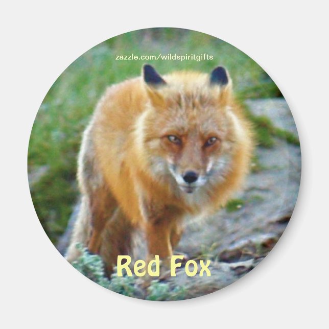 Imã Fox Vixen Wildlife Art Magnet (Frente)
