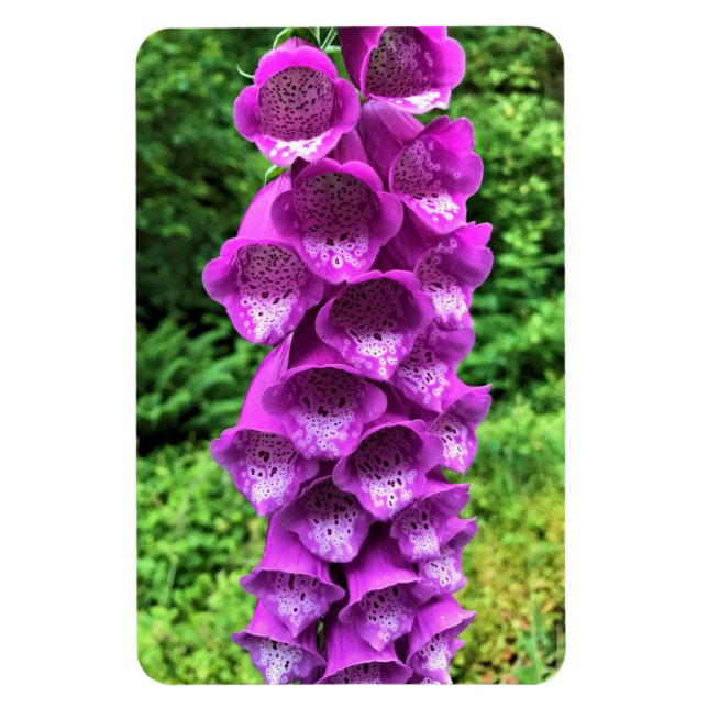 Ímã Foxglove Flowers, Oregon (Vertical)
