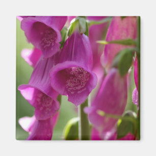 Imã Foxgloves