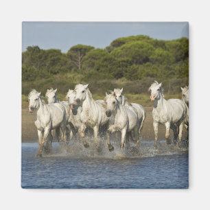 Imã França, Camargue. Cavalos correm através do estuár