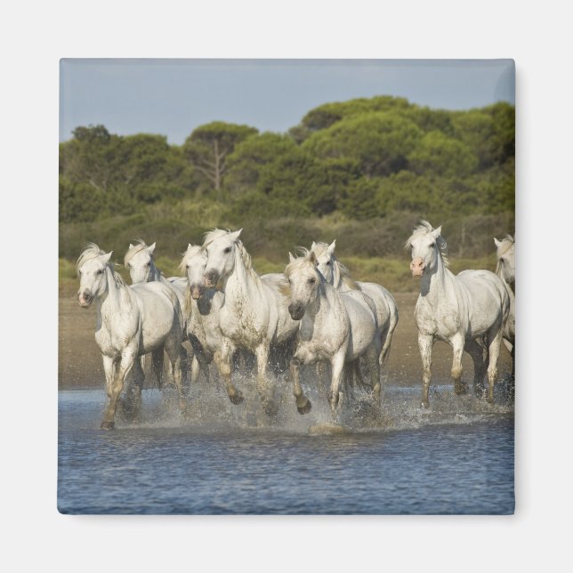 Imã França, Camargue. Cavalos correm através do estuár (Frente)