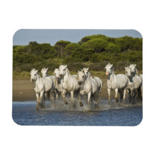 Ímã França, Camargue. Cavalos correm pela foz 3
