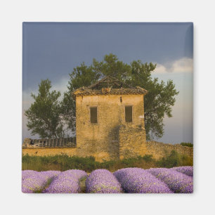 Imã França, Provença. Campo de lavanda e