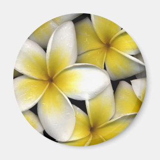 Imã Frangipani