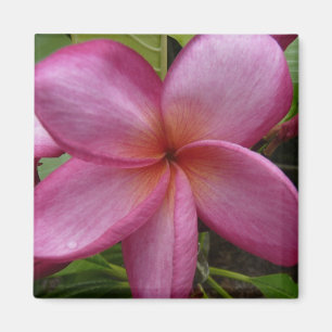 Imã frangipani cor-de-rosa