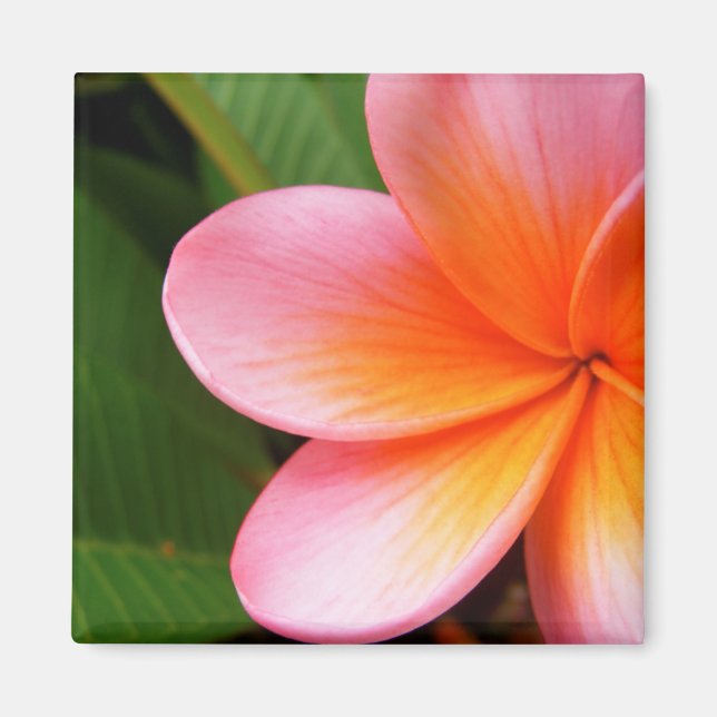 Imã Frangipani Magnet (Frente)