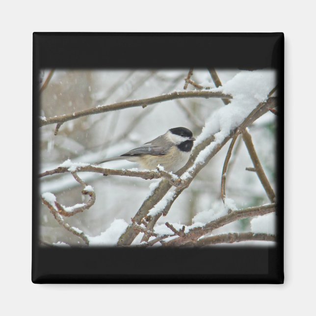Imã Frango de Capa Negra em Tempestade de Neve (Frente)